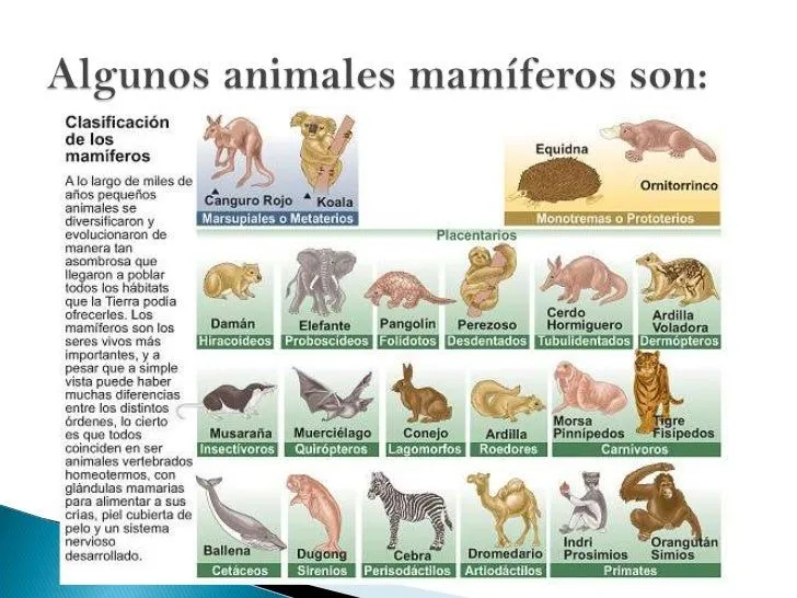 los-animales-mamferos-13-728. ...