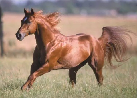 los-animales-terrestres-mas- ...