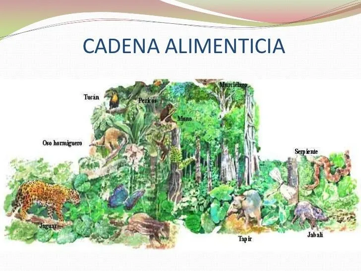 los-bosques-tropicales-18-728. ...