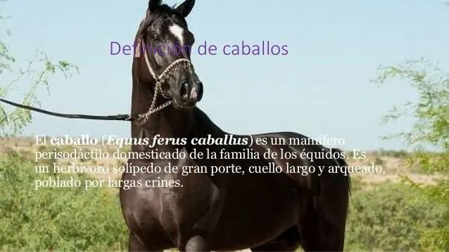 los-caballos-2-638.jpg?cb= ...