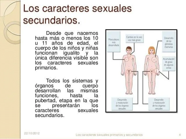 los-caracteres-sexuales- ...