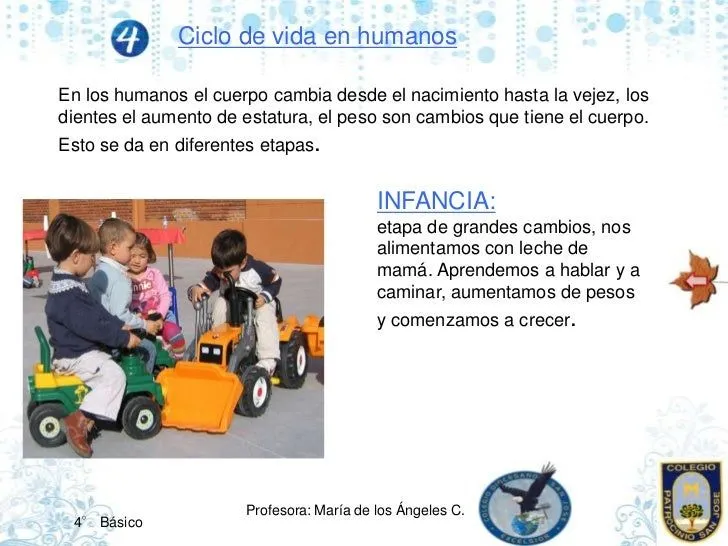 los-ciclos-de-vida-8-728.jpg? ...