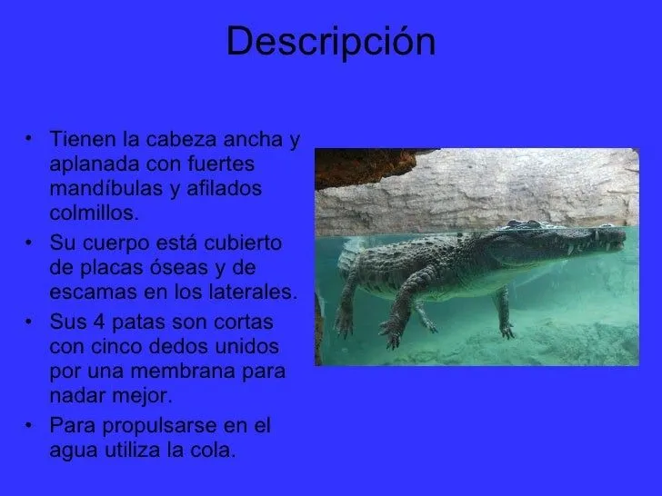 los-cocodrilos-4-728.jpg?cb= ...