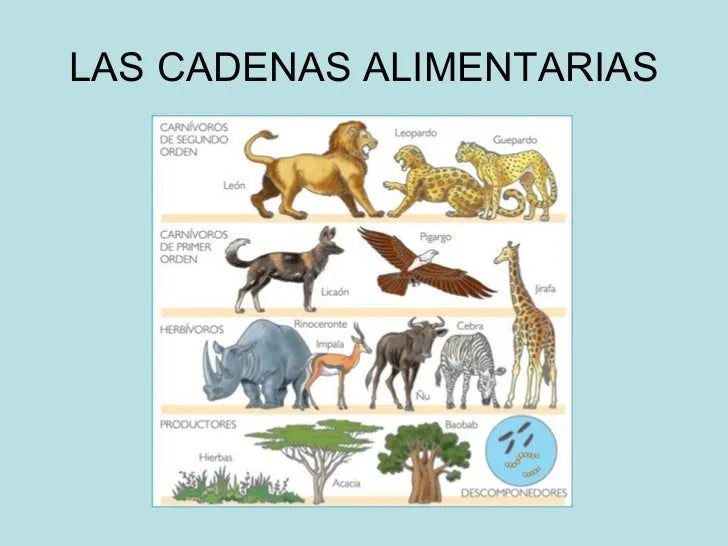 los-ecosistemas-ppt-9-728.jpg? ...