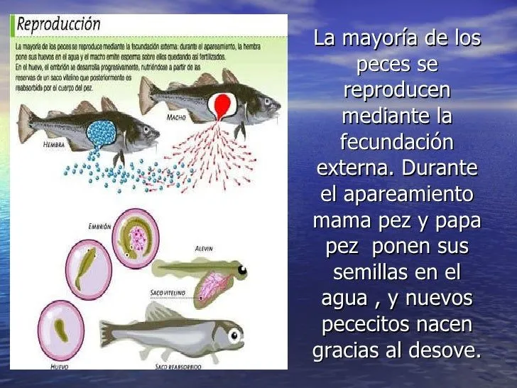 los-peces-disertacin-gustavo- ...