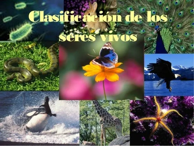 los-seres-vivos-y-los-seres- ...