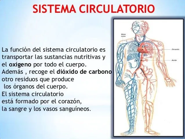 los-sistemas-del-cuerpo-humano ...