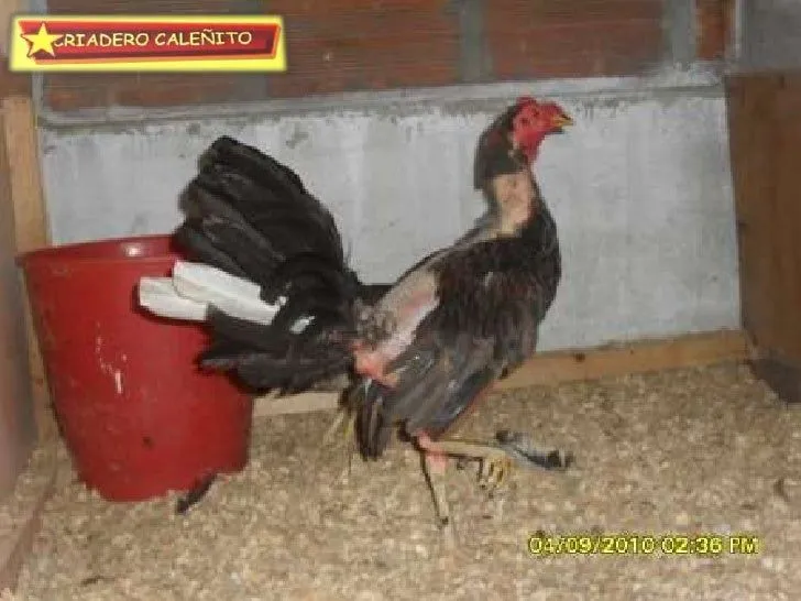LOTE SEPTIEMBRE DE 2010 GALLOS Y GALLINAS BUENA SELECCION EXCLUSIVA -…