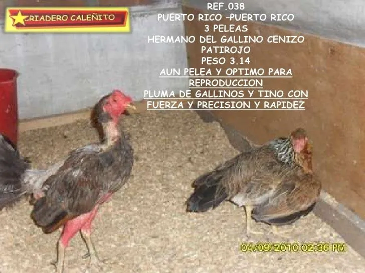 LOTE SEPTIEMBRE DE 2010 GALLOS Y GALLINAS BUENA SELECCION EXCLUSIVA -…