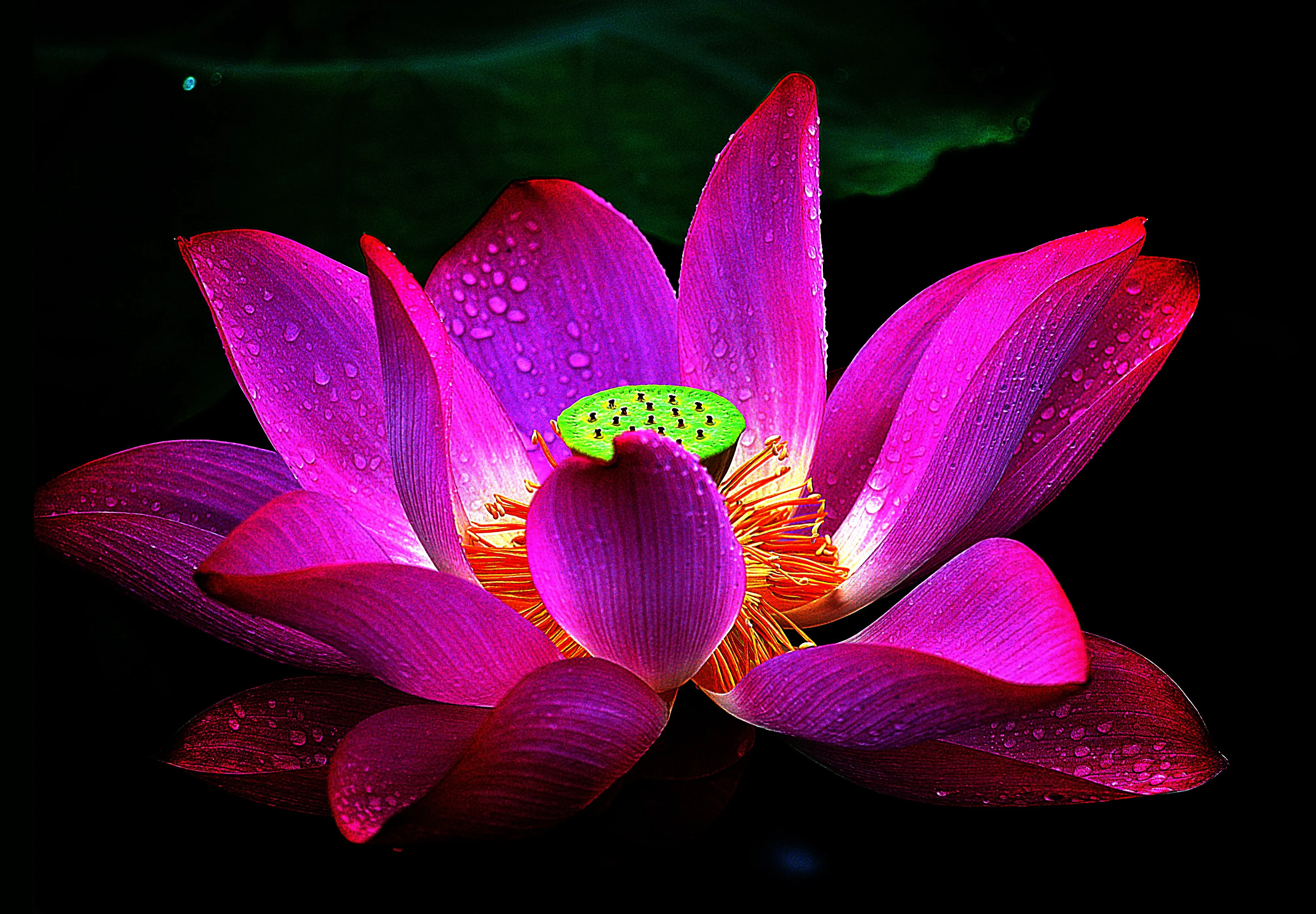 Loto Fondos de pantalla, Fondos de escritorio | 4024x2796 | ID:598354 Loto Fondos de pantalla, Fondos de escritorio | 4024x2796 | ID:598354