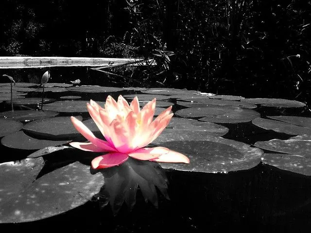 loto lotus flor de loto a color contra fondo blanco y negro lotus ... loto lotus flor de loto a color contra fondo blanco y negro lotus ...