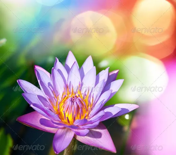 Lotos - Stock Photo | PhotoDune