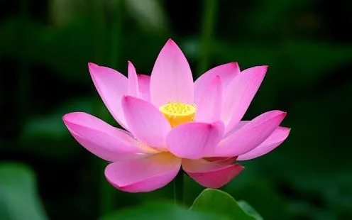 Lotus fondos de escritorio - Aplicaciones Android en Google Play Lotus fondos de escritorio - Aplicaciones Android en Google Play