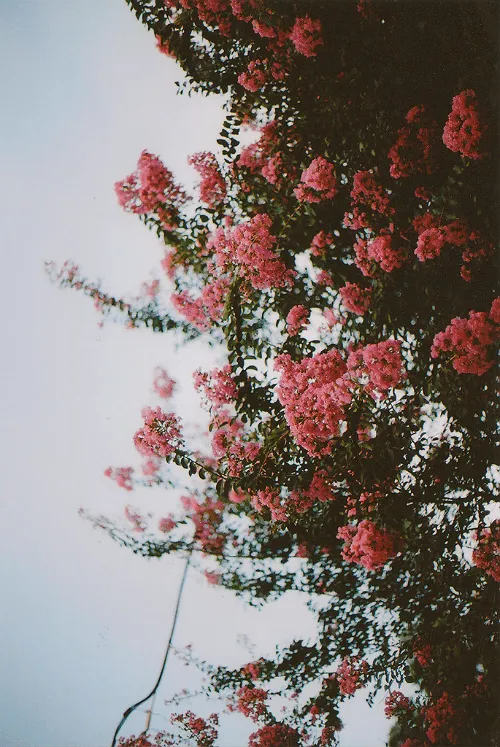 love photography red cute beautiful Awesome vintage indie pictures ...