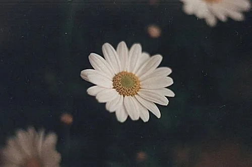 love pretty cute white perfect indie Grunge flower Daisy margarita ... love pretty cute white perfect indie Grunge flower Daisy margarita ...