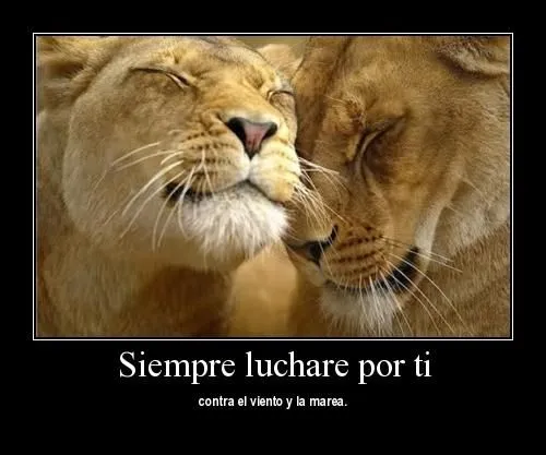 imagenes de leones enamorados - IMG MLP