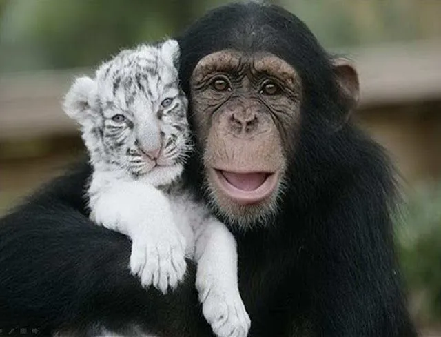 Luchemos por un hospital veterinario publico: INSTINTO MATERNAL ... Luchemos por un hospital veterinario publico: INSTINTO MATERNAL ...
