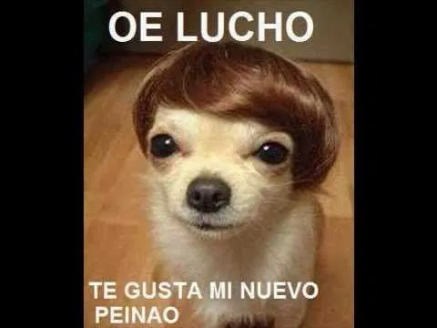 Lucho perro (meme) - YouTube