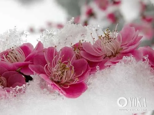 ... lugares para admirar flores durante la primavera en el sur de China 2 ... lugares para admirar flores durante la primavera en el sur de China 2