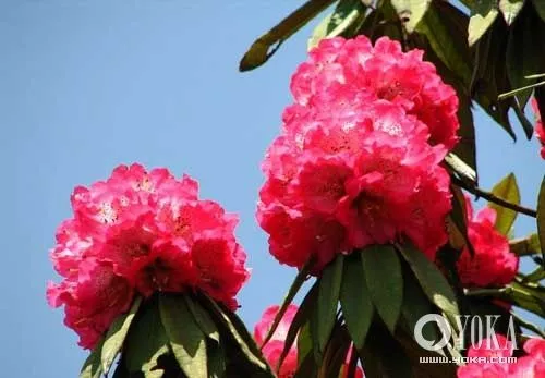 Cuatro lugares para admirar flores durante la primavera en el sur ...