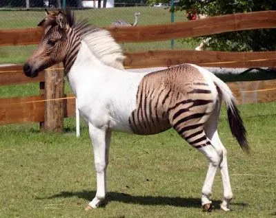 Luis Mosqueda: Eclyse: una cruza exótica entre cebra y caballo Luis Mosqueda: Eclyse: una cruza exótica entre cebra y caballo