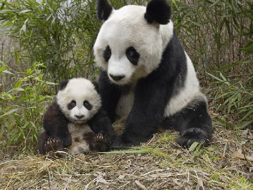 Animales en Vía de Extinción: OSO PANDA GIGANTE