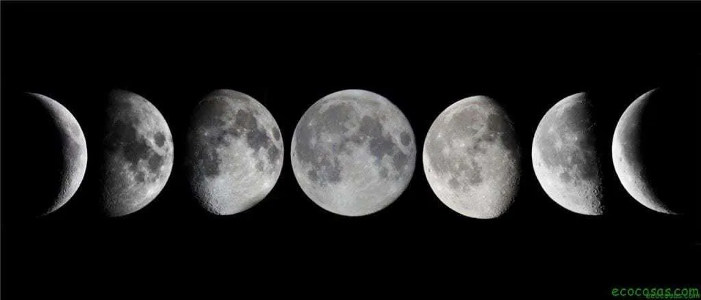 La luna y su efecto en las plantas | Ecocosas La luna y su efecto en las plantas | Ecocosas