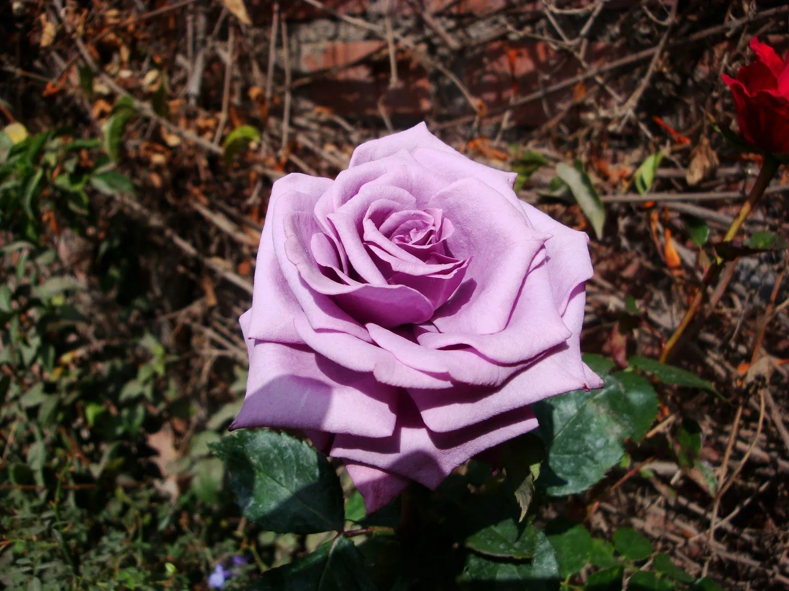 LUNA VERDE: ALGUNAS DE MIS ROSAS