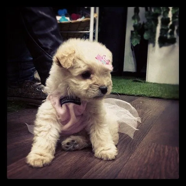 Lupita #Poodle bebé con su disfraz de bailarina. #dogs #perros ... Lupita #Poodle bebé con su disfraz de bailarina. #dogs #perros ...
