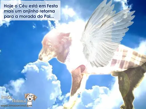 LUTO RJ Petropolis Noticias do Julinho | Irmão Animal