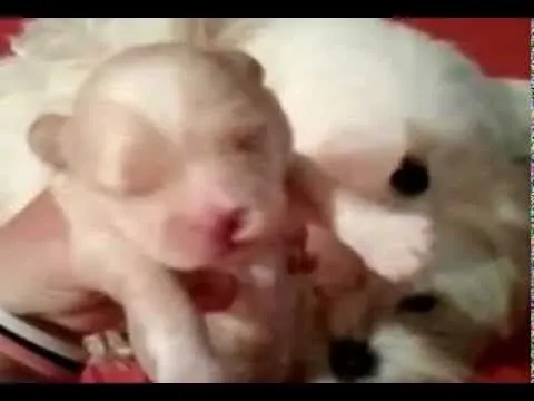 Luz Shitzu Con Sus bebes - YouTube