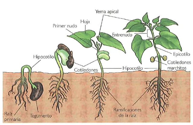 La Luz Verde: Germinaron nuestras semillas