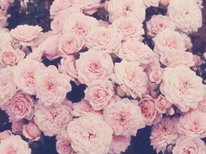 Mac Wallpaper on Pinterest | Apple Wallpaper, Art In Nature and ...