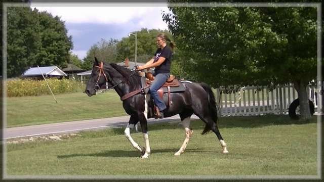 3 macho negro caballo a caballo para la venta que está listo ahora ... 3 macho negro caballo a caballo para la venta que está listo ahora ...