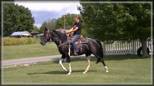 3 macho negro caballo a caballo para la venta que está listo ahora ...