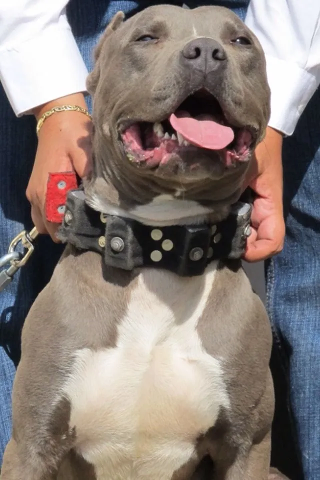 Machos | Pitbulleros de corazón