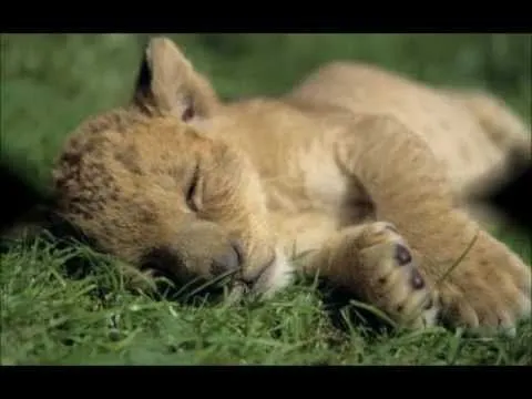 Leoncitos bebés y tiernos - Imagui