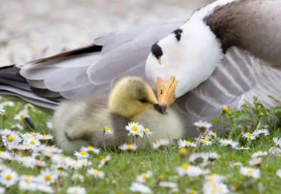 Día de la Madre: fotos tiernas de animales con sus mamás