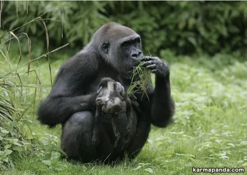 Madre gorila llora por muerte de su hijo | Eco Mania