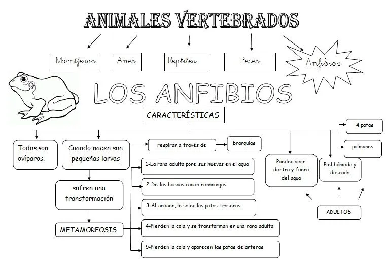 MIS COSAS DE MAESTRA*: Animales Vertebrados: Esquemas