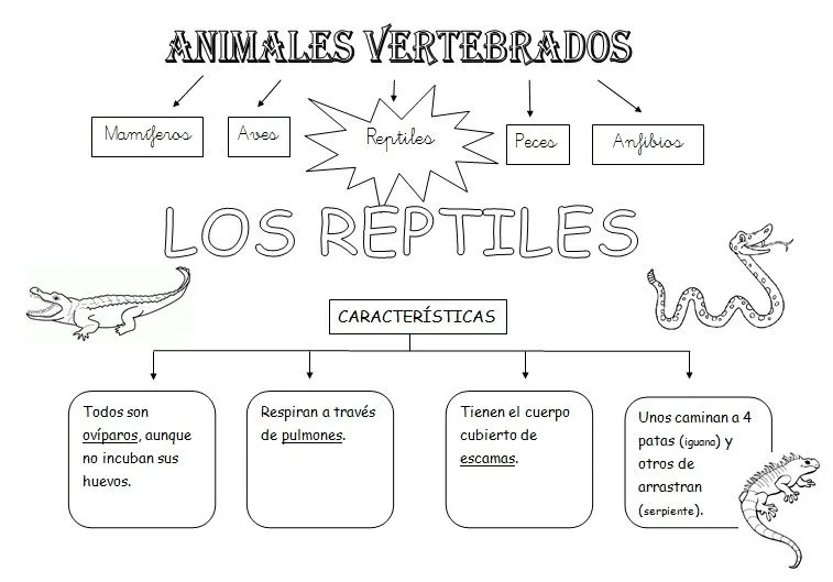 MIS COSAS DE MAESTRA*: Animales Vertebrados: Esquemas