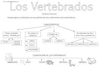 MIS COSAS DE MAESTRA*: Animales Vertebrados: Esquemas MIS COSAS DE MAESTRA*: Animales Vertebrados: Esquemas