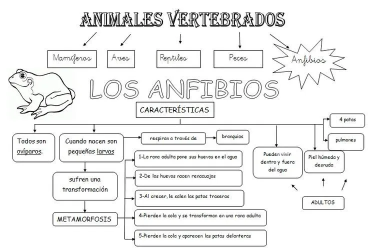 MIS COSAS DE MAESTRA*: Animales Vertebrados: Esquemas | glenda ...