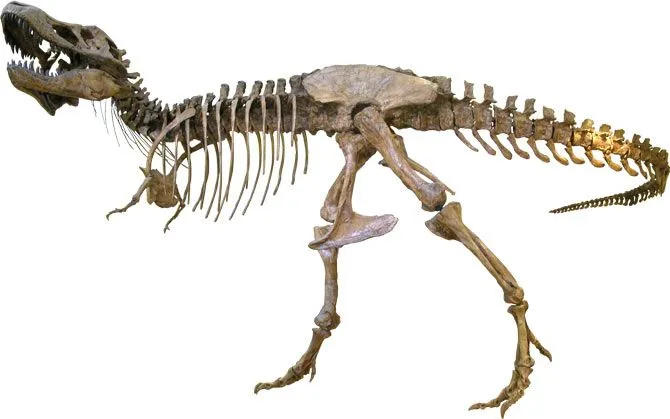 Maestra de Infantil: Dinosaurios. Clasificación, Dibujos para ...