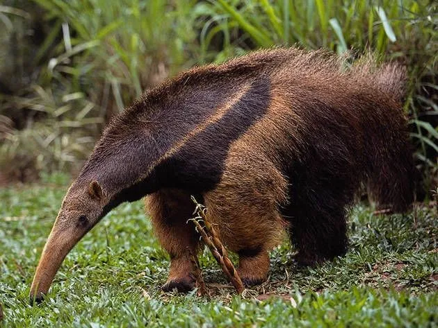 Curiosidades y fotos de animales: Oso hormiguero Curiosidades y fotos de animales: Oso hormiguero