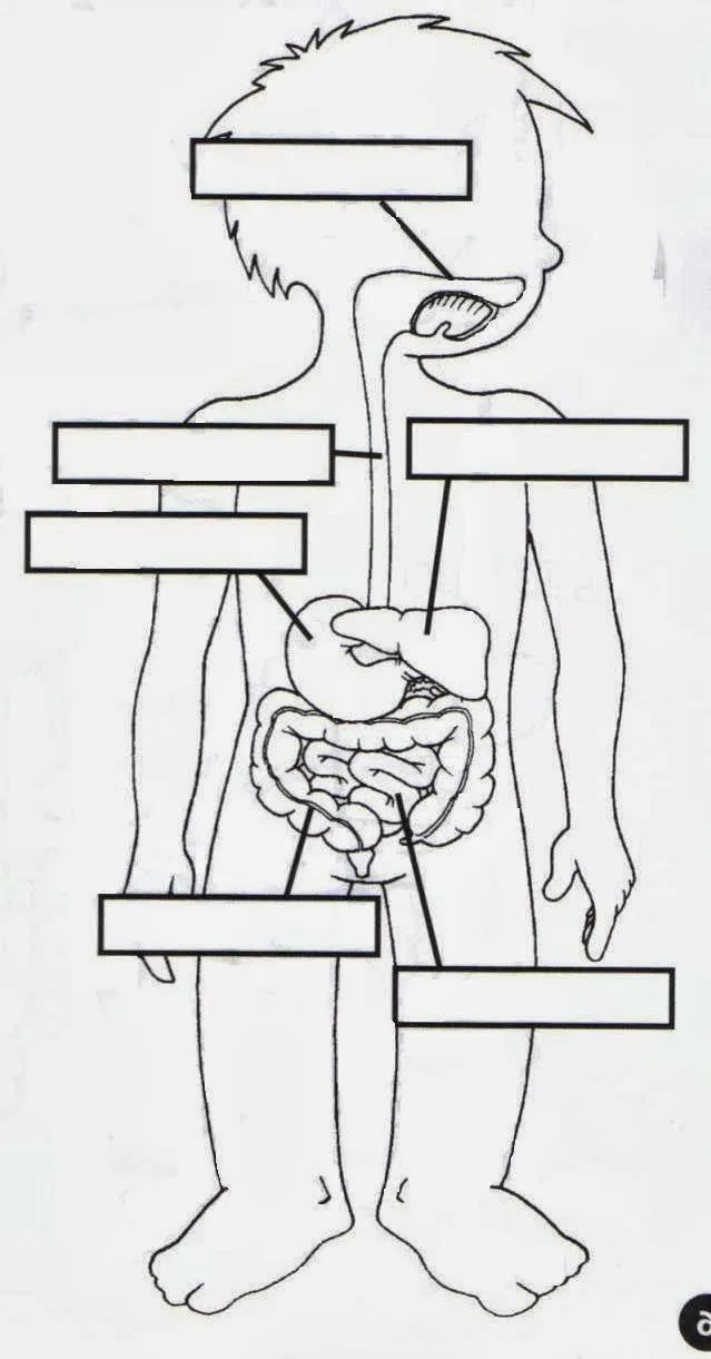 MIS COSAS DE MAESTRA*: La nutrición I: APARATO DIGESTIVO Y LA ... MIS COSAS DE MAESTRA*: La nutrición I: APARATO DIGESTIVO Y LA ...