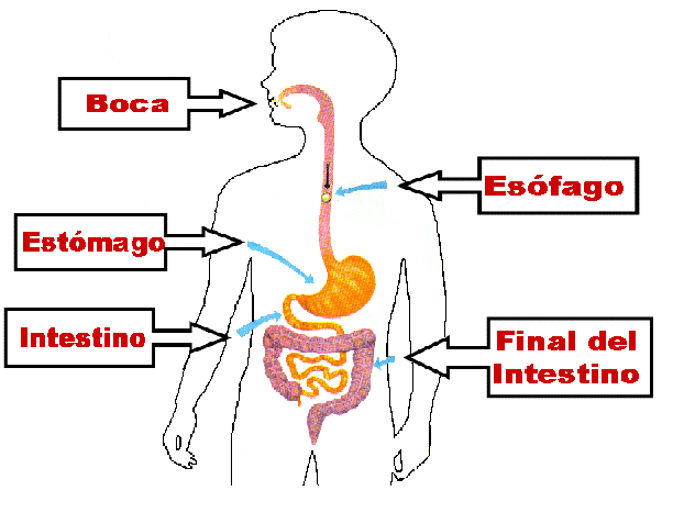 MIS COSAS DE MAESTRA*: La nutrición I: APARATO DIGESTIVO Y LA ...