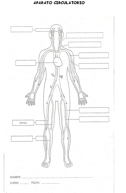 MIS COSAS DE MAESTRA*: La nutrición III: APARATO CIRCULATORIO Y ...