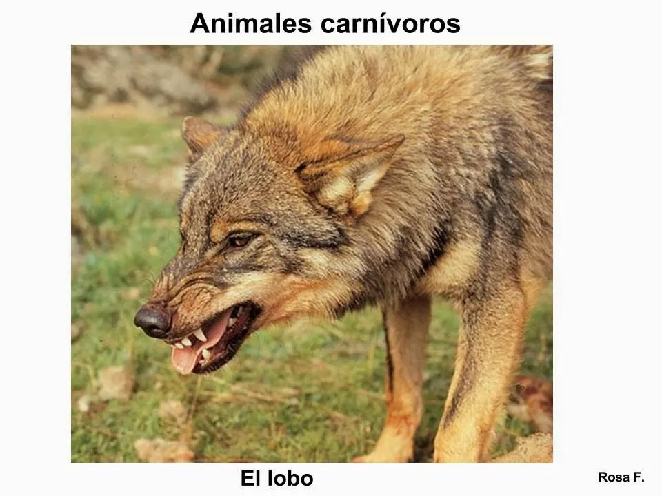 Maestra de Primaria: Animales carnívoros. Vocabulario en imágenes ... Maestra de Primaria: Animales carnívoros. Vocabulario en imágenes ...