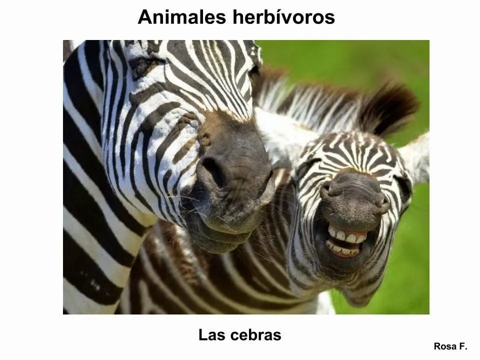 Maestra de Primaria: Animales herbívoros. Vocabulario en imágenes ...